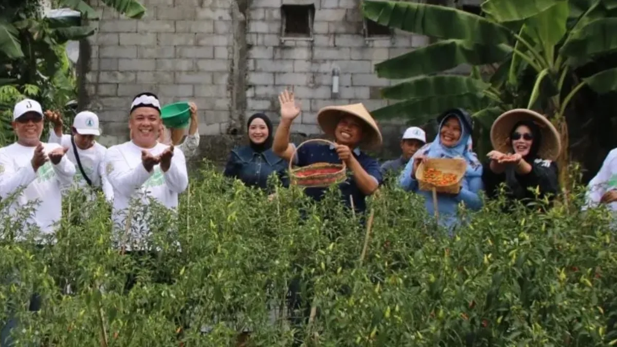 Ikuti Panen ke-7 Rawageni Farm, Supian Suri Dorong Mandiri Pangan Cabai di Depok