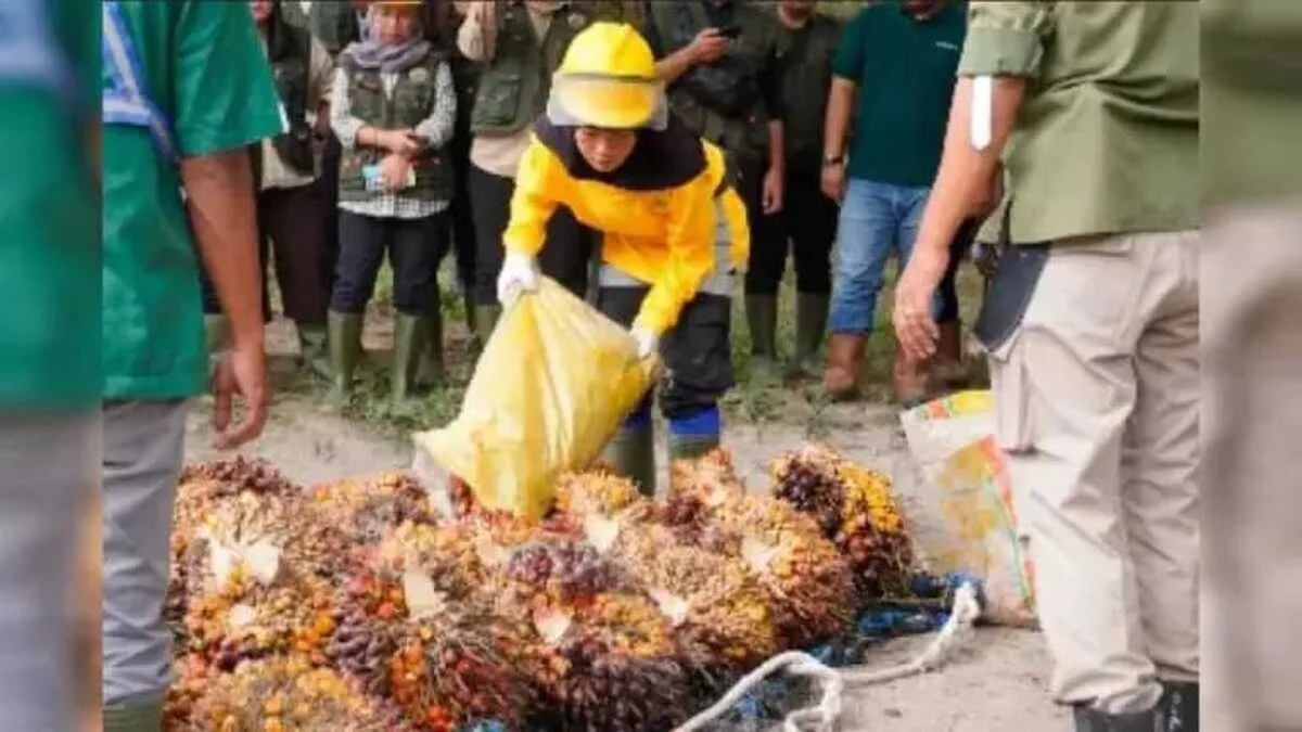4 Juta Petani di Balik Besarnya Industri Sawit Indonesia